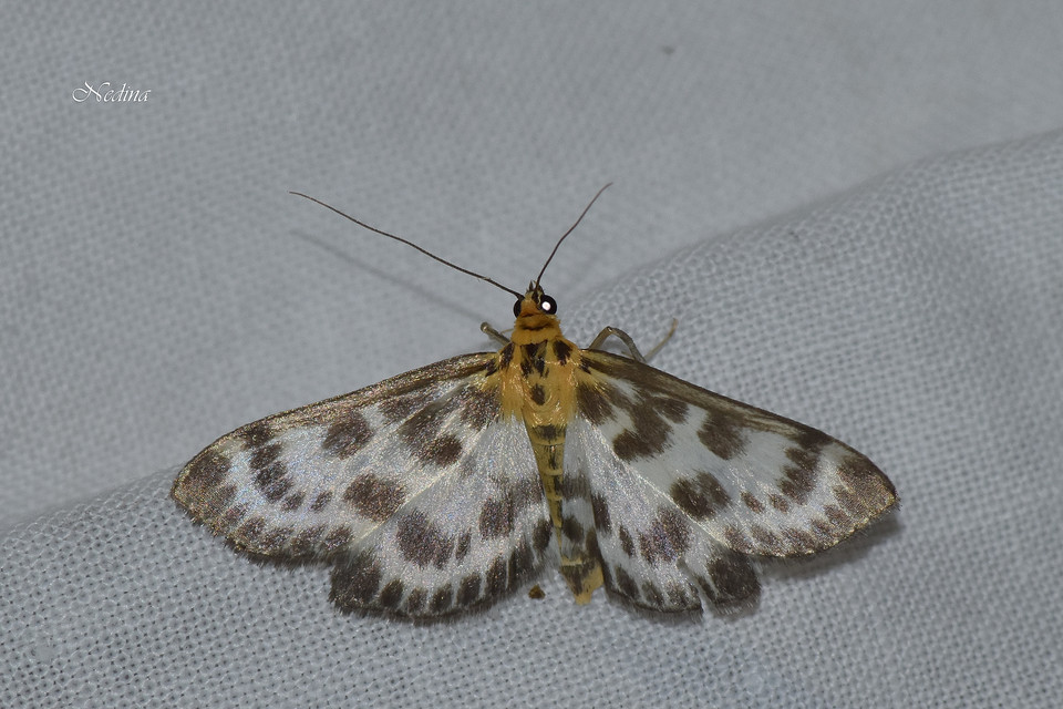 Anania hortulata - tarka csalánmoly