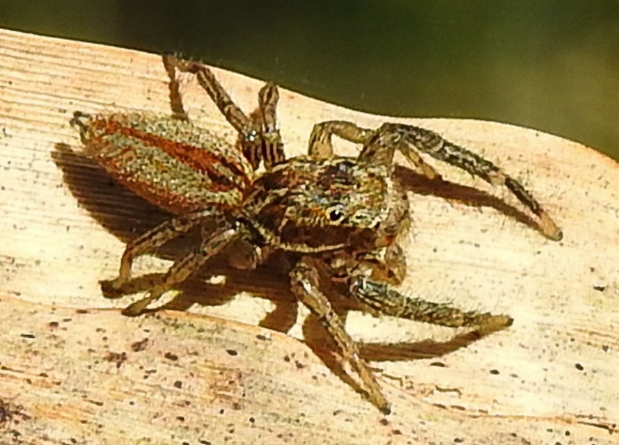 Marpissa radiata - sugaras ugrópók