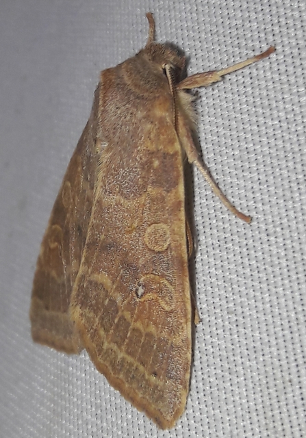 Cirrhia ocellaris - fakó sárgabagoly