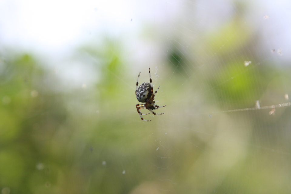 Araneus marmoreus - márványos keresztespók