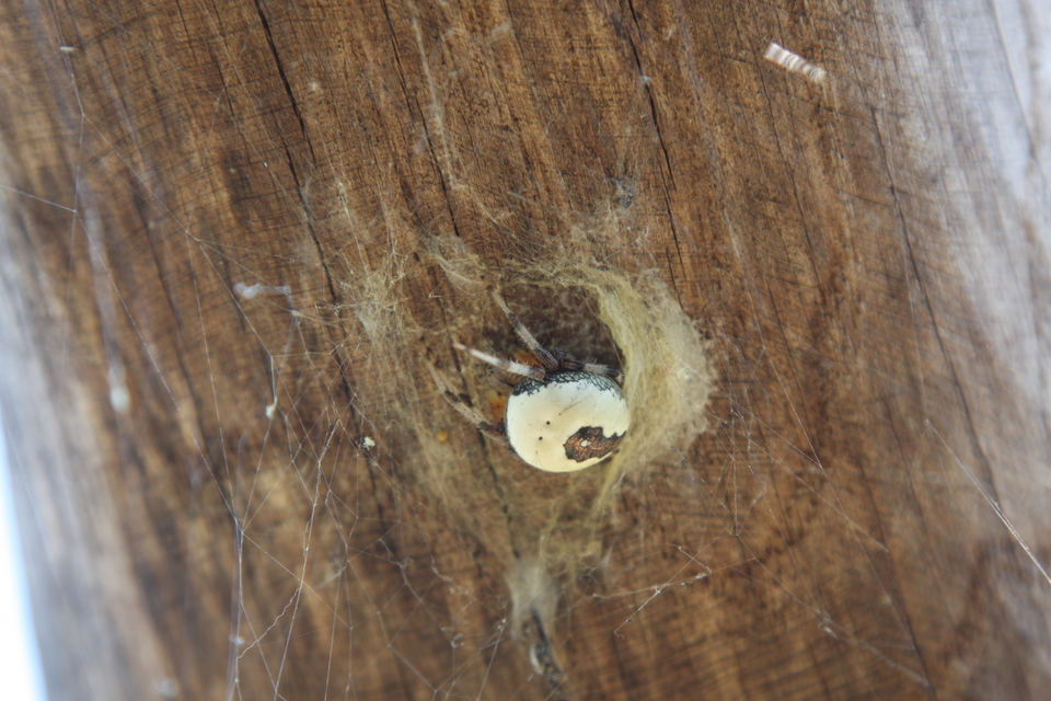 Araneus marmoreus - márványos keresztespók
