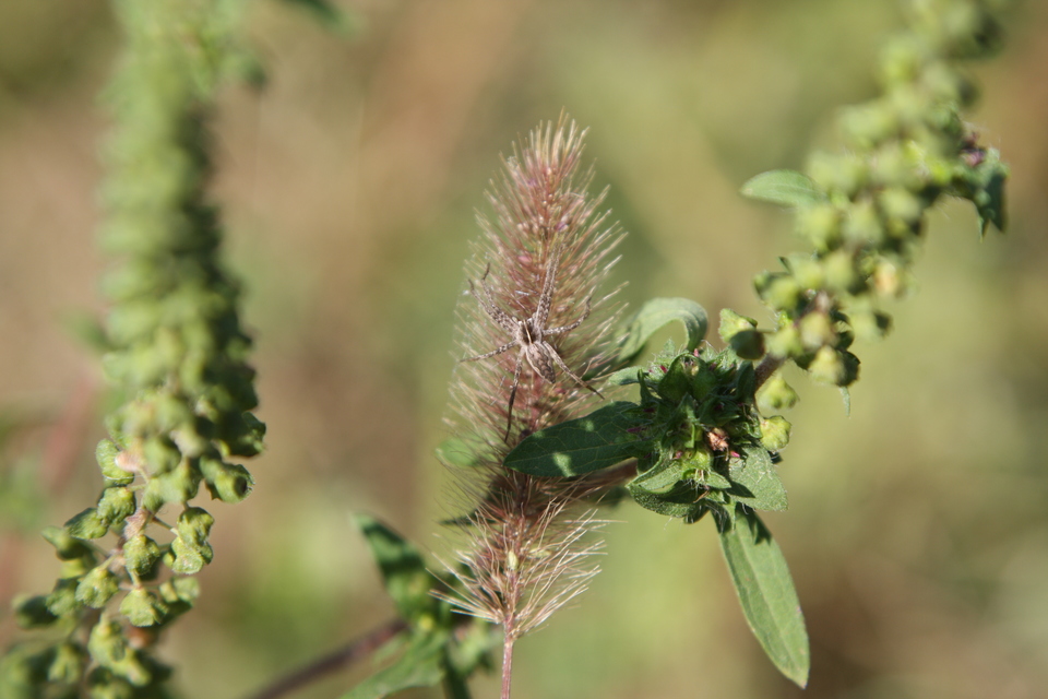 Pisaura mirabilis - csodáspók