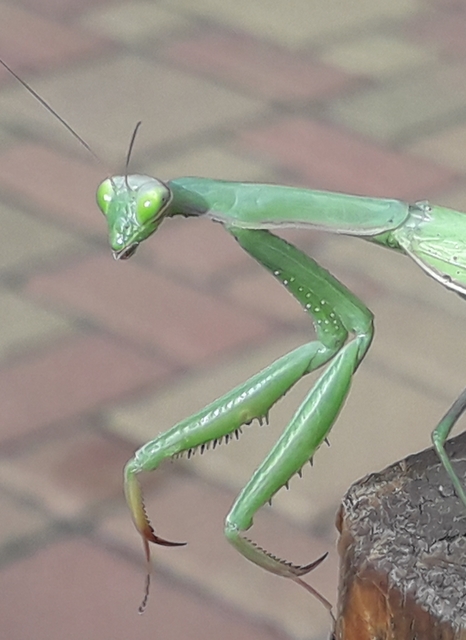 Mantis religiosa - imádkozósáska