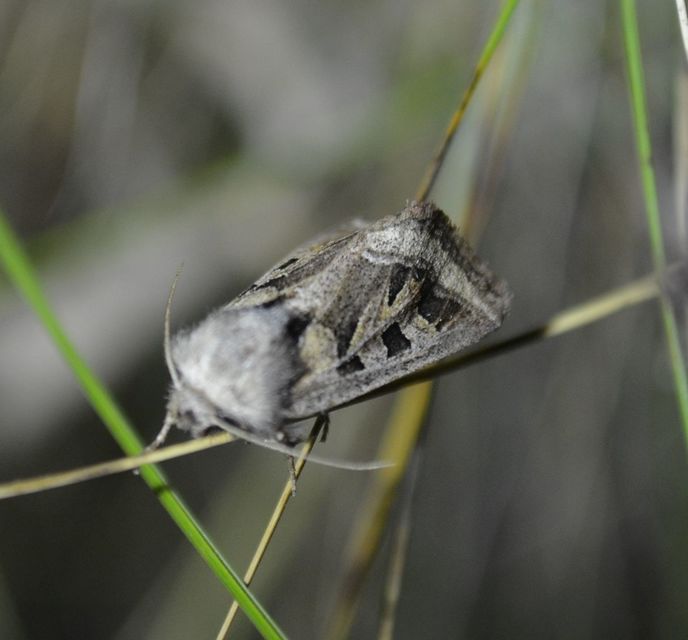 Episema glaucina - fogasjegyű liliombagoly