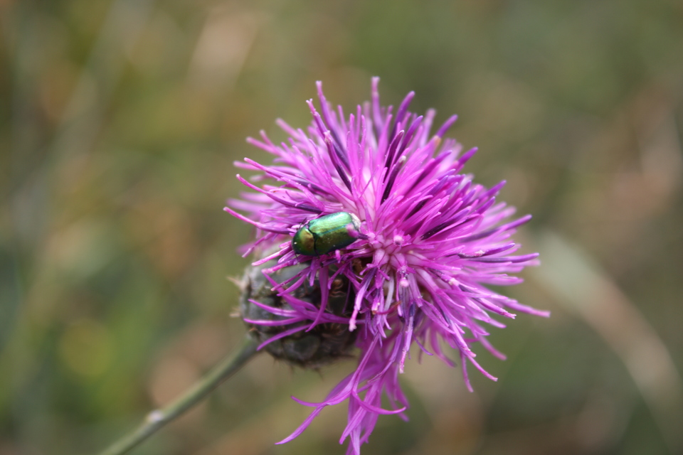 Cryptocephalus