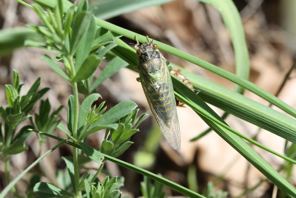 Cicadidae - énekeskabócák