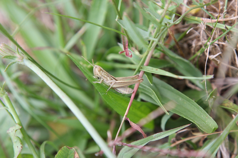 Euchorthippus declivus - rövidszárnyú rétisáska
