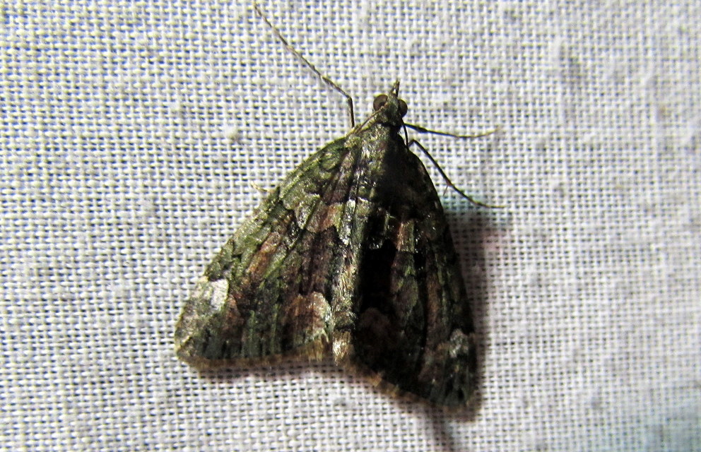 Chloroclysta siterata - salátazöld araszoló