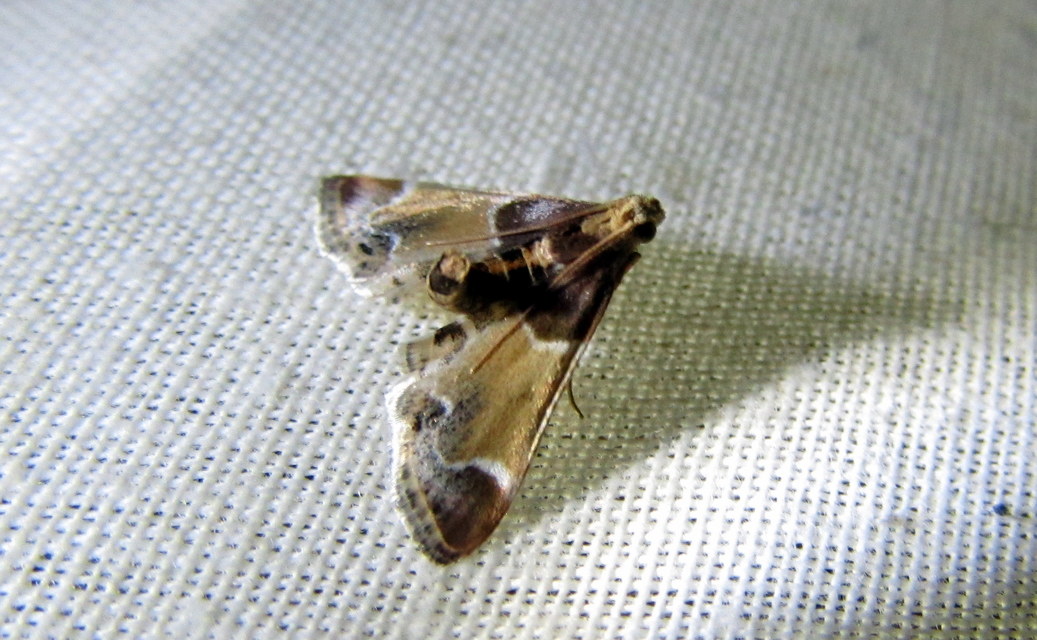 Pyralis farinalis - lisztilonca
