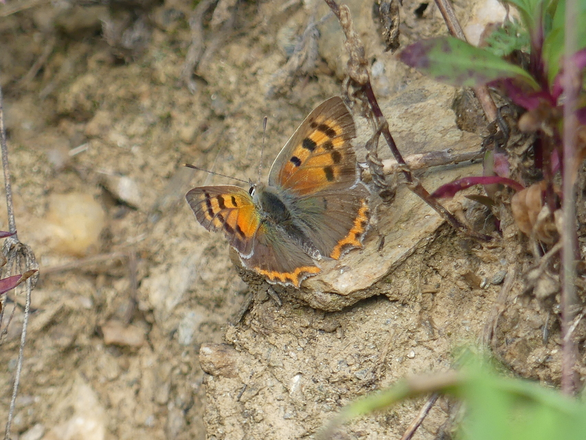 Lycaena phlaeas - közönséges tűzlepke