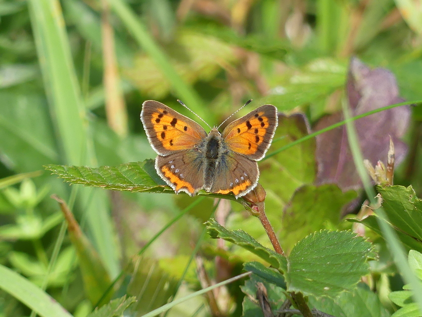 Lycaena phlaeas - közönséges tűzlepke