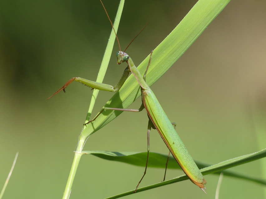 Mantis religiosa - imádkozósáska