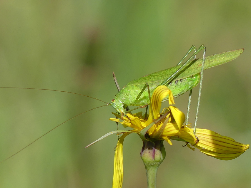Phaneroptera nana - pontozott repülőszöcske