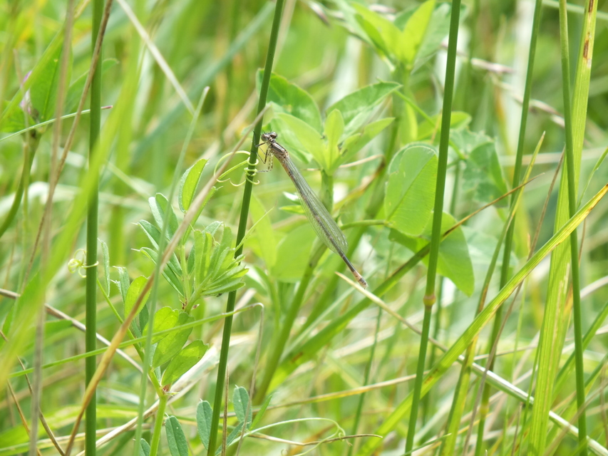 Coenagrion pulchellum - karcsú légivadász
