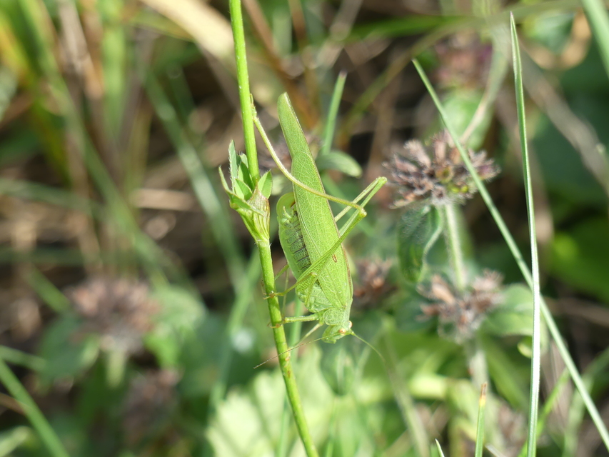 Phaneroptera nana - pontozott repülőszöcske