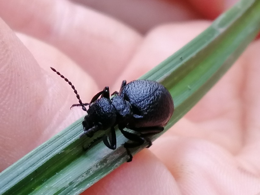 Meloe rugosus - ráncos nünüke