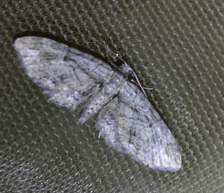 Eupithecia ericeata - feketefenyő-törpearaszoló