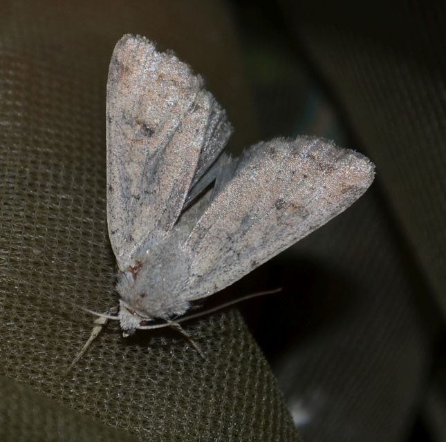 Paradrina clavipalpis - közönséges selymesbagoly