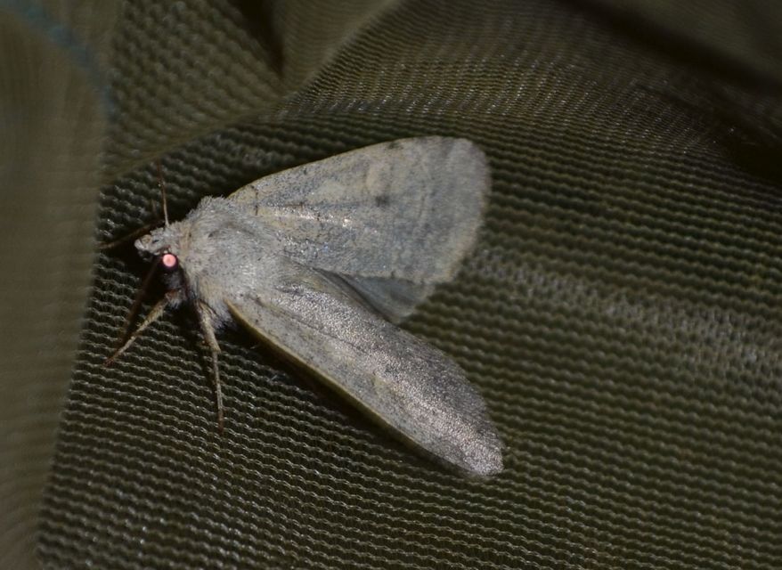 Xestia castanea michaeli - csarabos fűbagoly