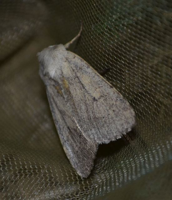 Xestia castanea michaeli - csarabos fűbagoly