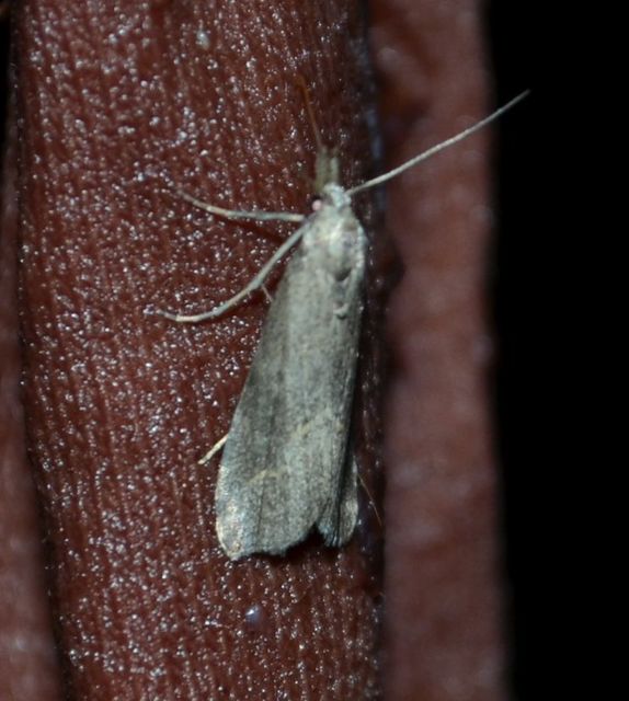 Schrankia costaestrigalis - keskenyszárnyú karcsúbagoly
