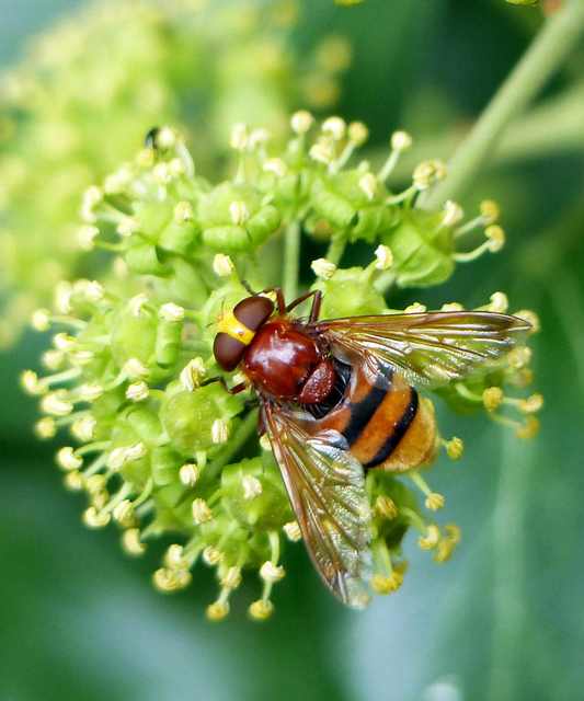 Volucella zonaria - kétöves pihelégy