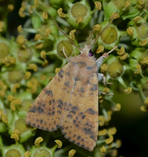 Cirrhia gilvago - foltos sárgabagoly