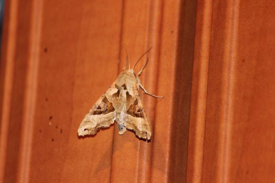 Phlogophora meticulosa - vándorló csipkésbagoly