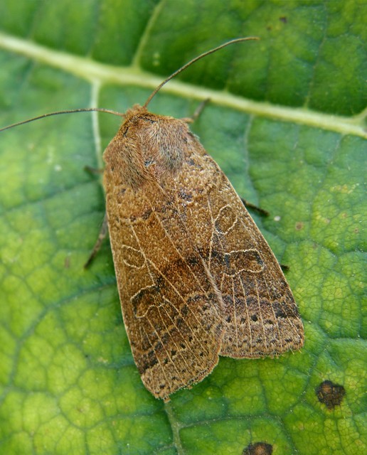 Anchoscelis nitida - rozsdabarna őszibagoly