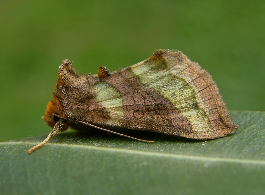 Diachrysia chrysitis - aranybagoly