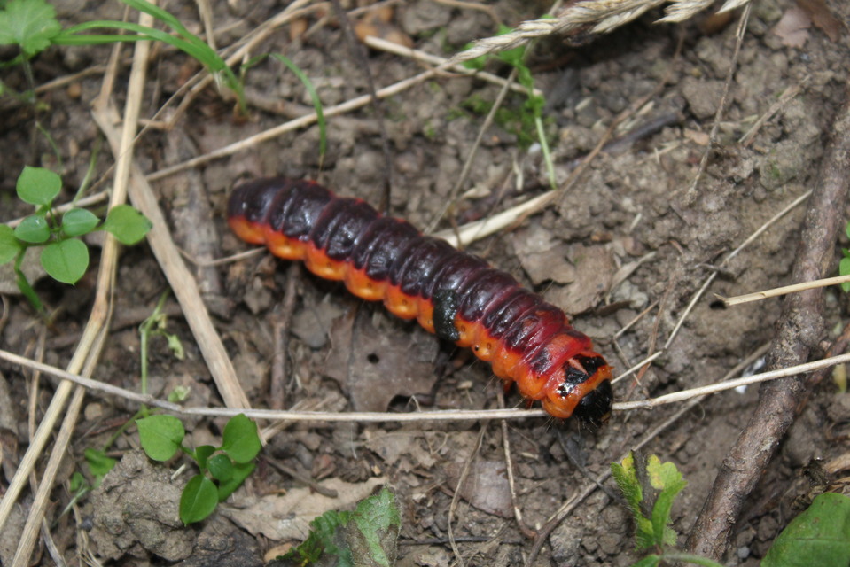 Cossus cossus - fűzfarontólepke