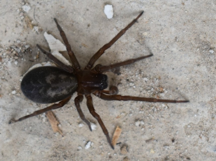 Amaurobius ferox - nagy eretnekpók