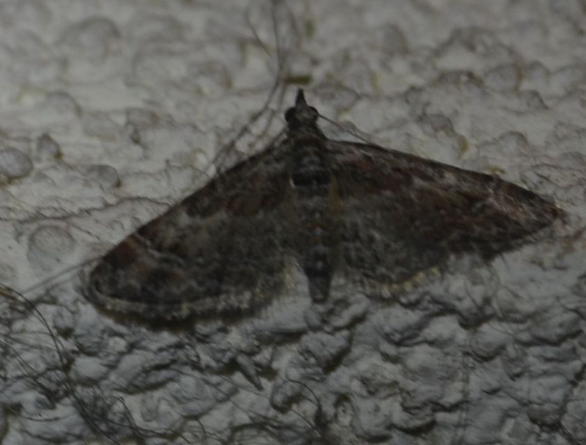 Gymnoscelis rufifasciata - vöröscsíkos törpearaszoló