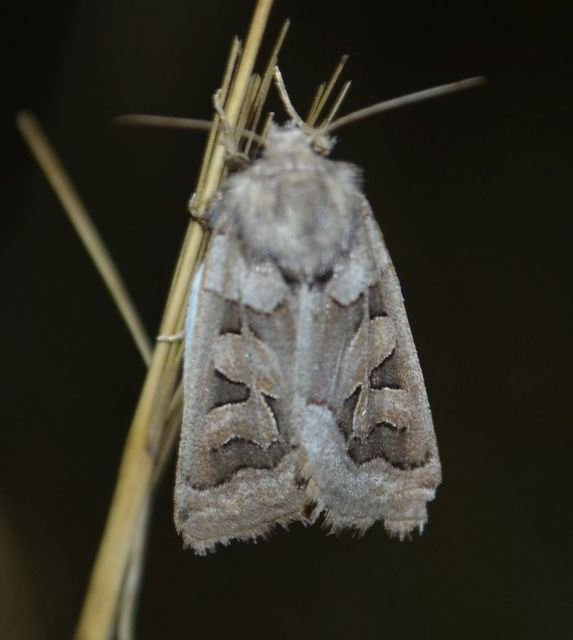 Episema