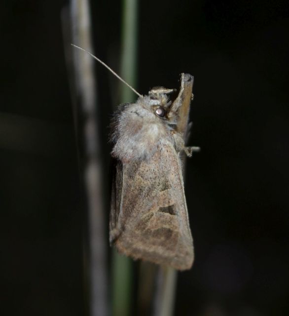 Episema tersa - hármasjegyű liliombagoly