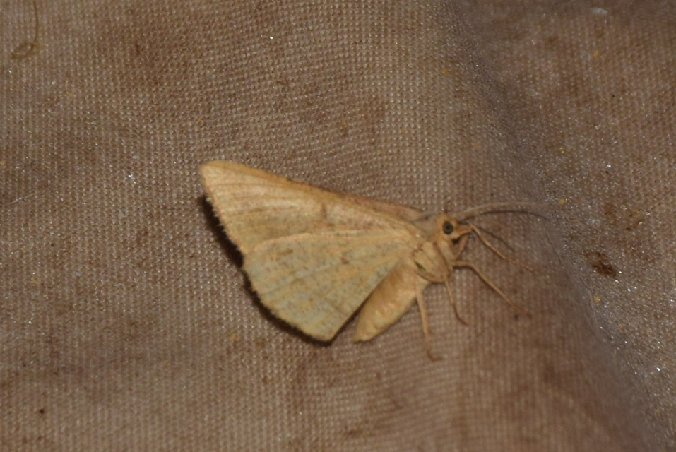 Tephrina arenacearia - lucerna-araszoló