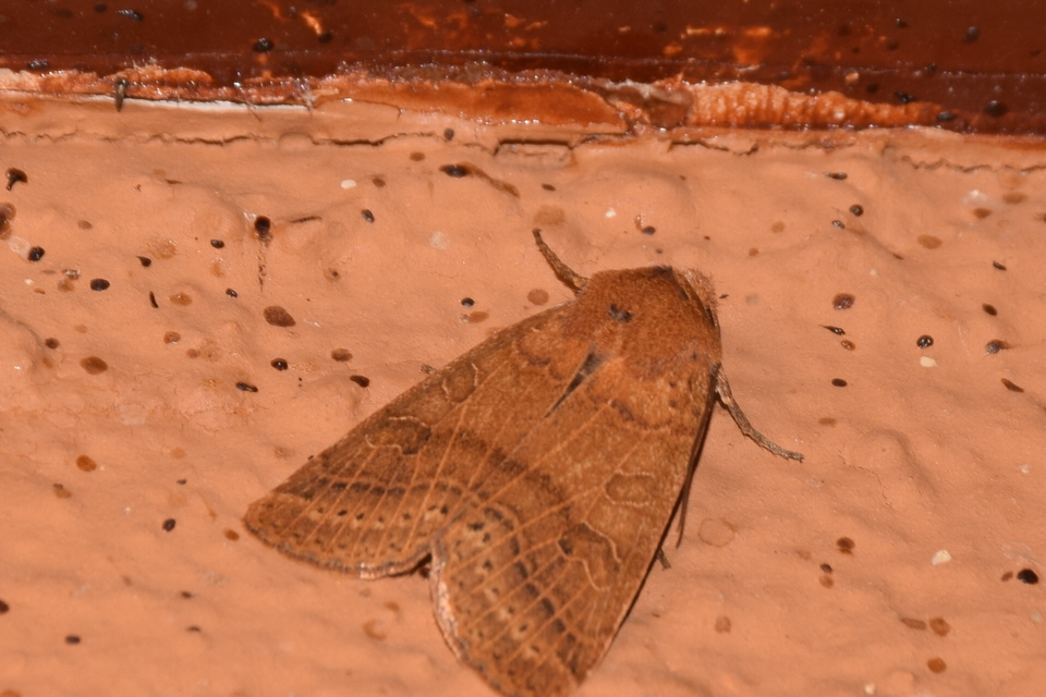 Anchoscelis nitida - rozsdabarna őszibagoly