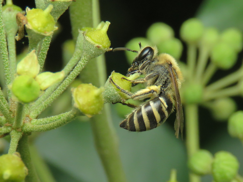 Colletes hederae