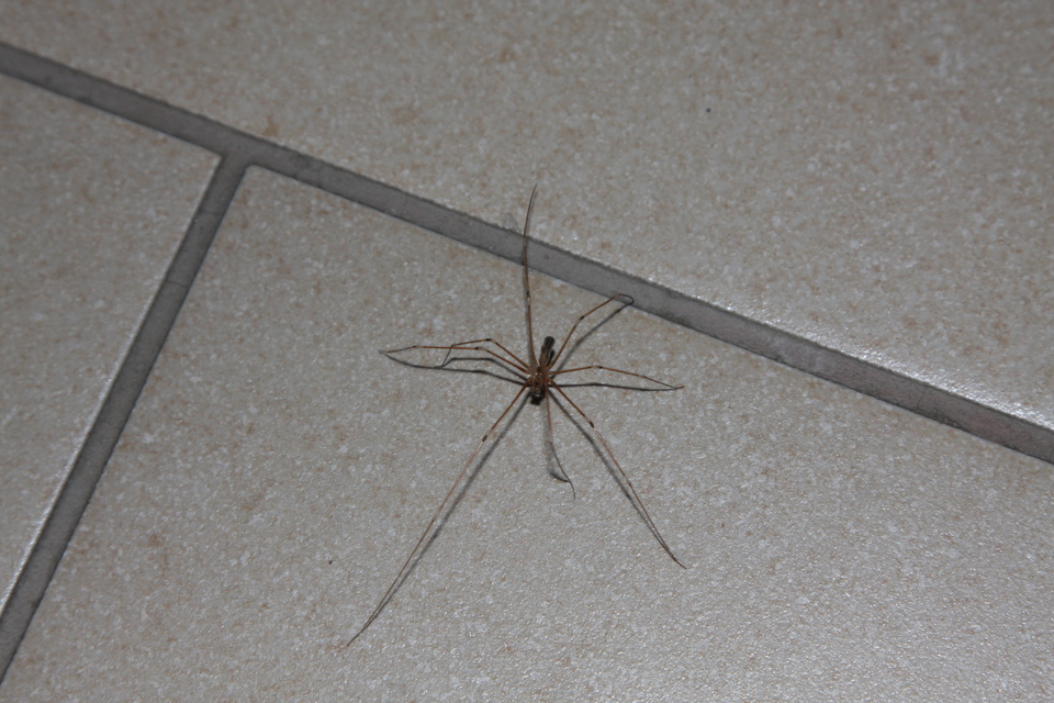 Pholcus phalangioides - nagy álkaszáspók