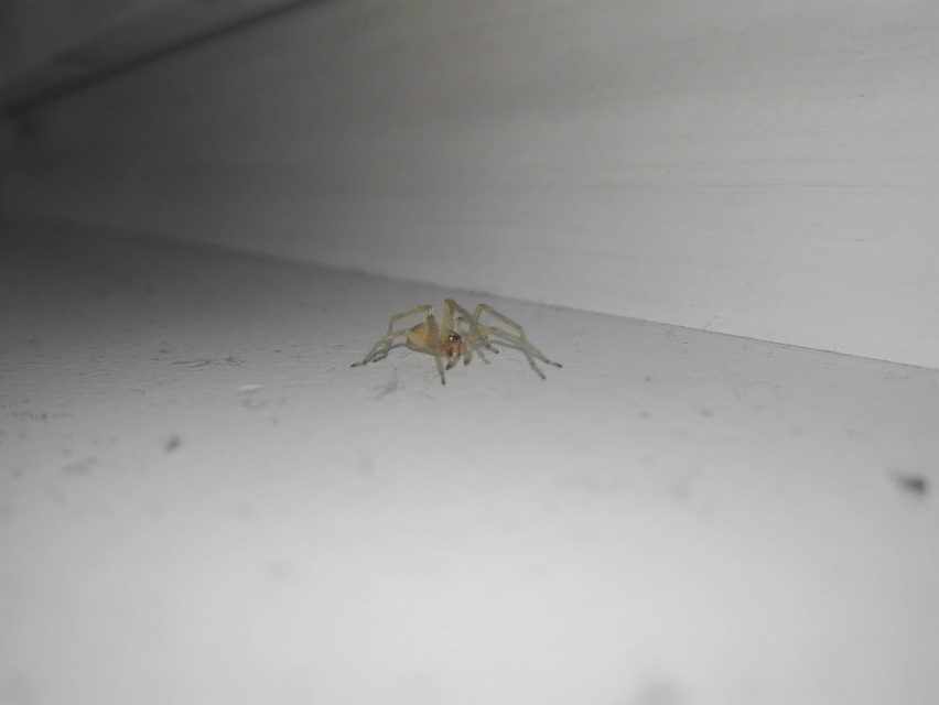 Cheiracanthium mildei - sárga dajkapók