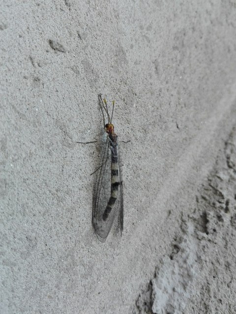 Megistopus flavicornis - kétfoltos hangyaleső