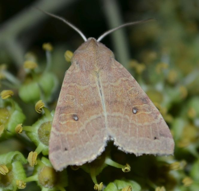 Cirrhia ocellaris - fakó sárgabagoly