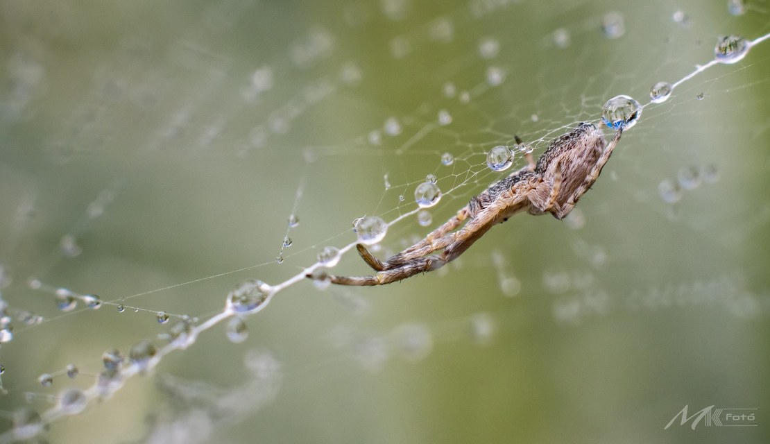 Uloborus walckenaerius - derespók