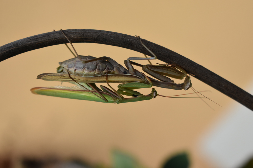 Mantis religiosa - imádkozósáska