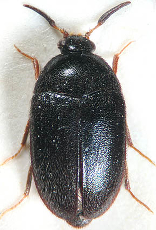 Attagenus schaefferi - fekete szűcsbogár