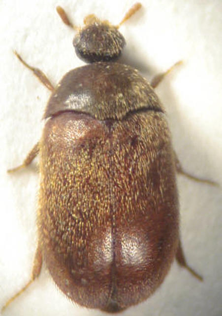 Attagenus smirnovi - afrikai szűcsbogár