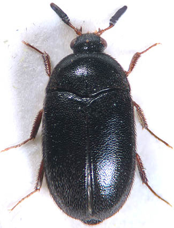 Attagenus unicolor - gyapjúbogár