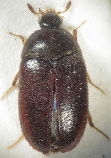 Attagenus unicolor - gyapjúbogár