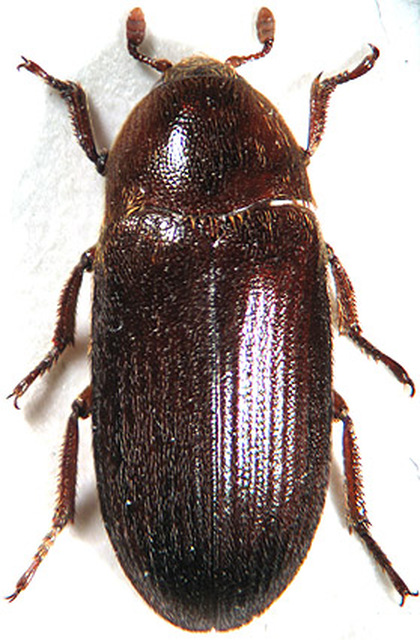 Dermestes bicolor - fészeklakó porva Dermestes bicolor - fészeklakó porva