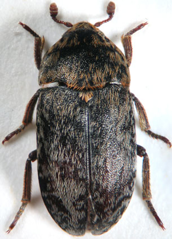 Dermestes erichsoni - sárgahasú porva